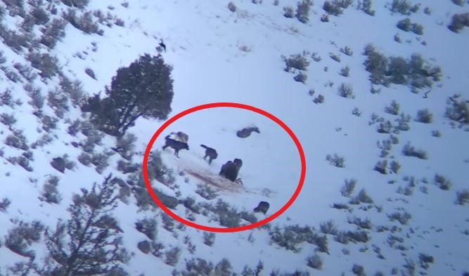 VIDEO Grizzly Bear Steals Wolf Pack's Kill, Then 14 Wolves Gang Up On Him