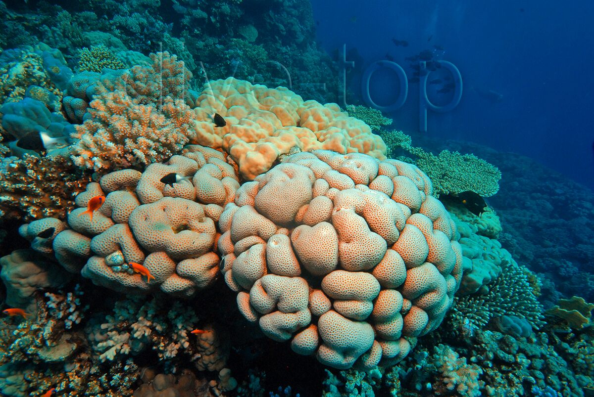 Divetop Dviing Sites Marsa Alam Diving Marsa Alam