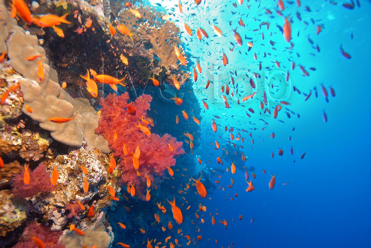 Divetop Dviing Sites Marsa Alam Diving Marsa Alam
