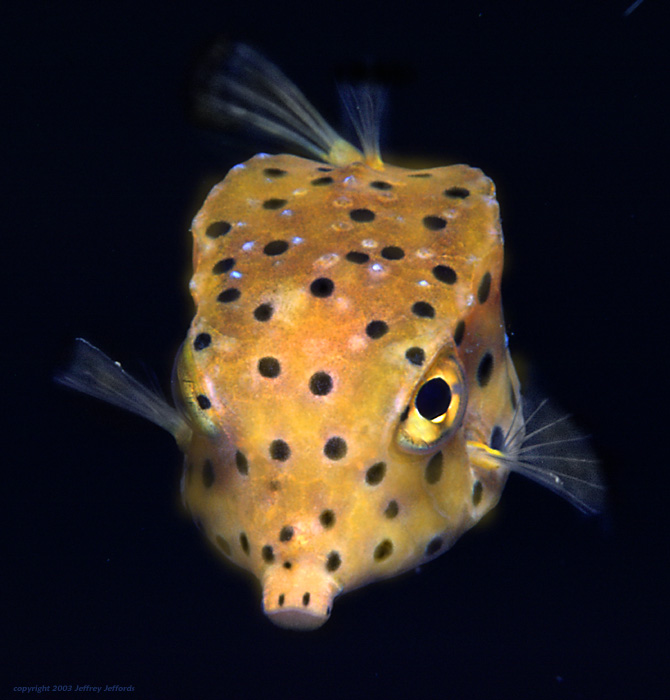 yellow boxfish 2, Ostracion cubicus