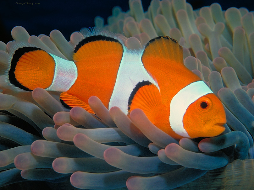 Clownfish wallpaper image 832x624