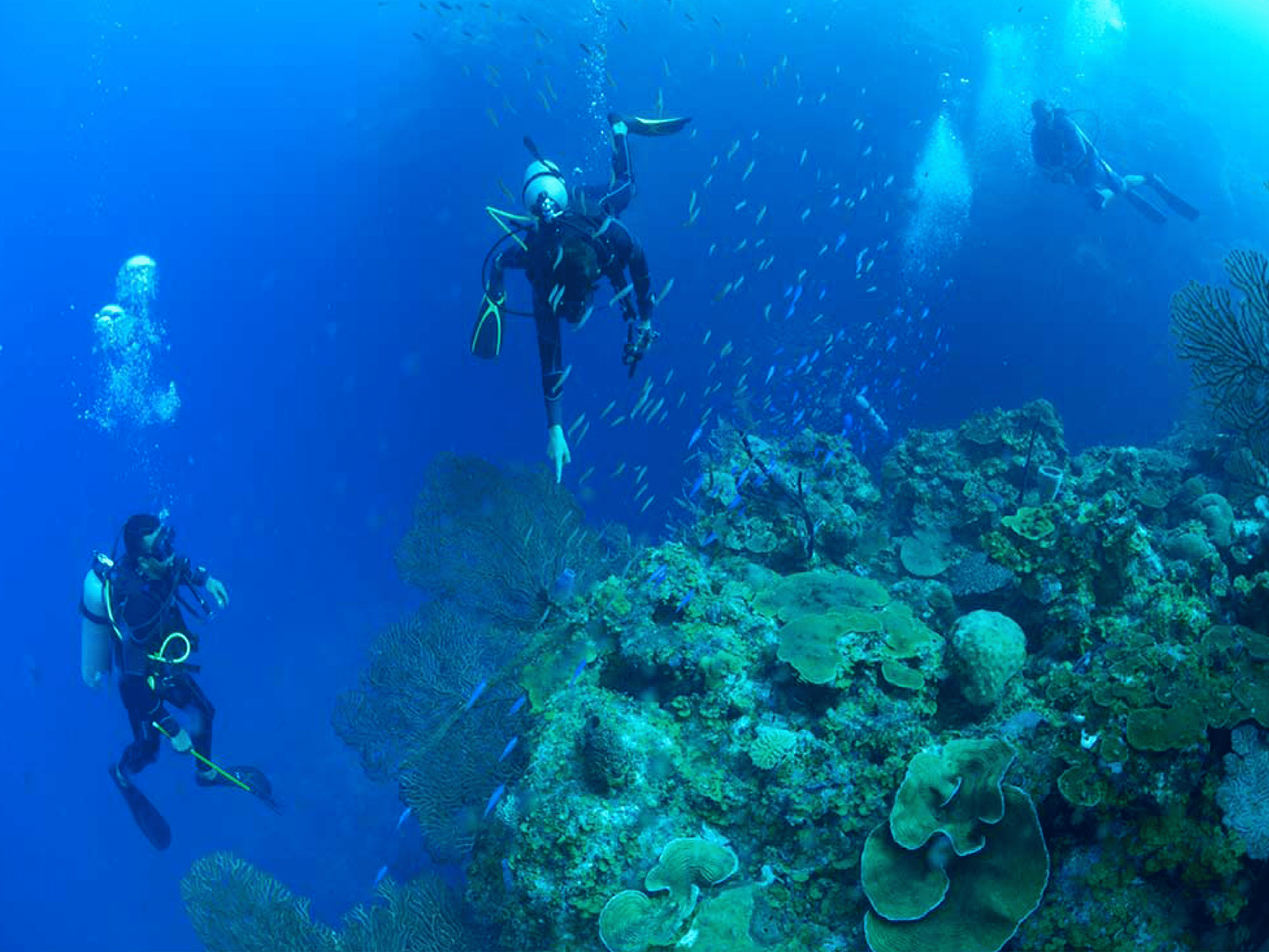 Guanaja Scuba Diving Trips Diventures