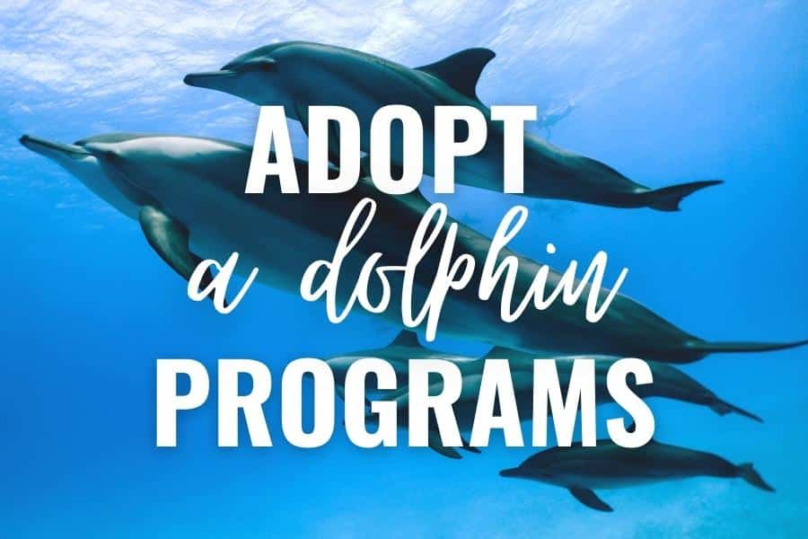 10 Best Adopt A Dolphin Programs You Should Support