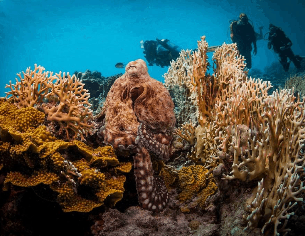 El Gouna Resorts Red Sea Diving Holidays Diverse Travel UK