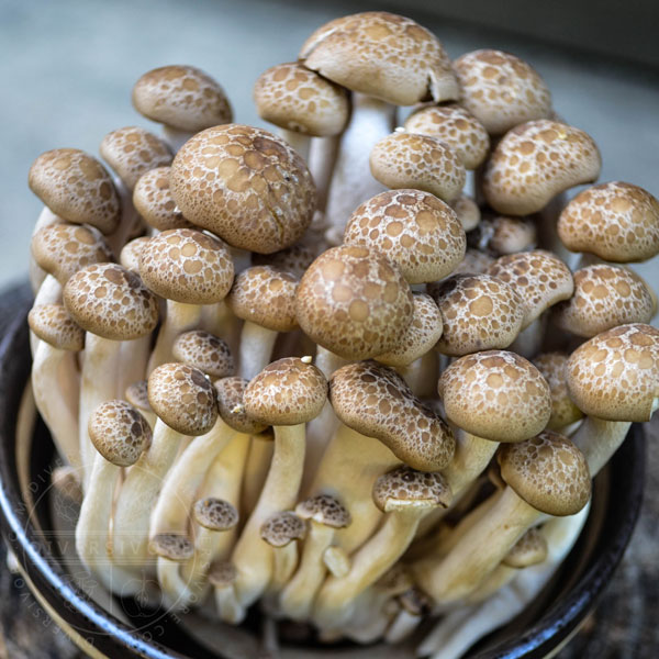 Shimeji Mushrooms - How To Find, Choose & Use