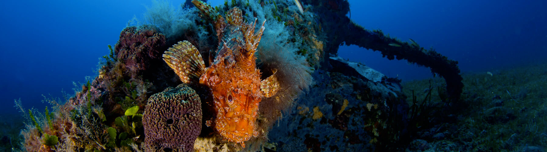 Diving in Sardinia PADI 5 star Diving Center in Sardinia