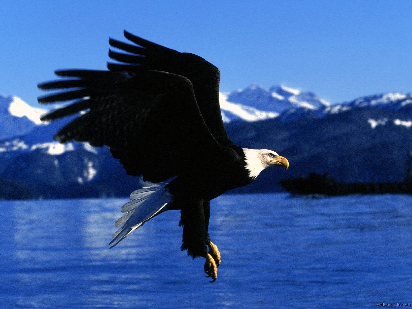 Rêver d'aigle Divinatix