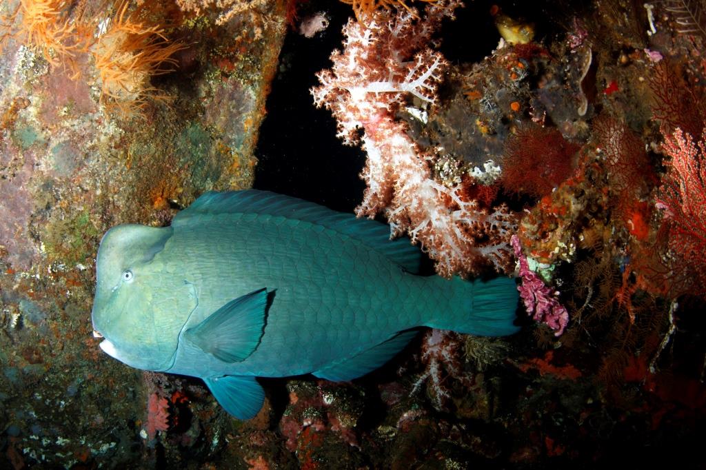 Diving Tulamben with the bumphead parrotfish Diving Indo