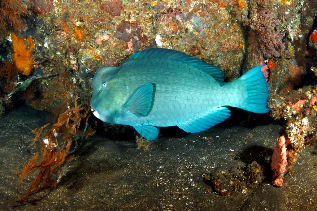 Creature Feature Bumphead parrotfish Diving Indo