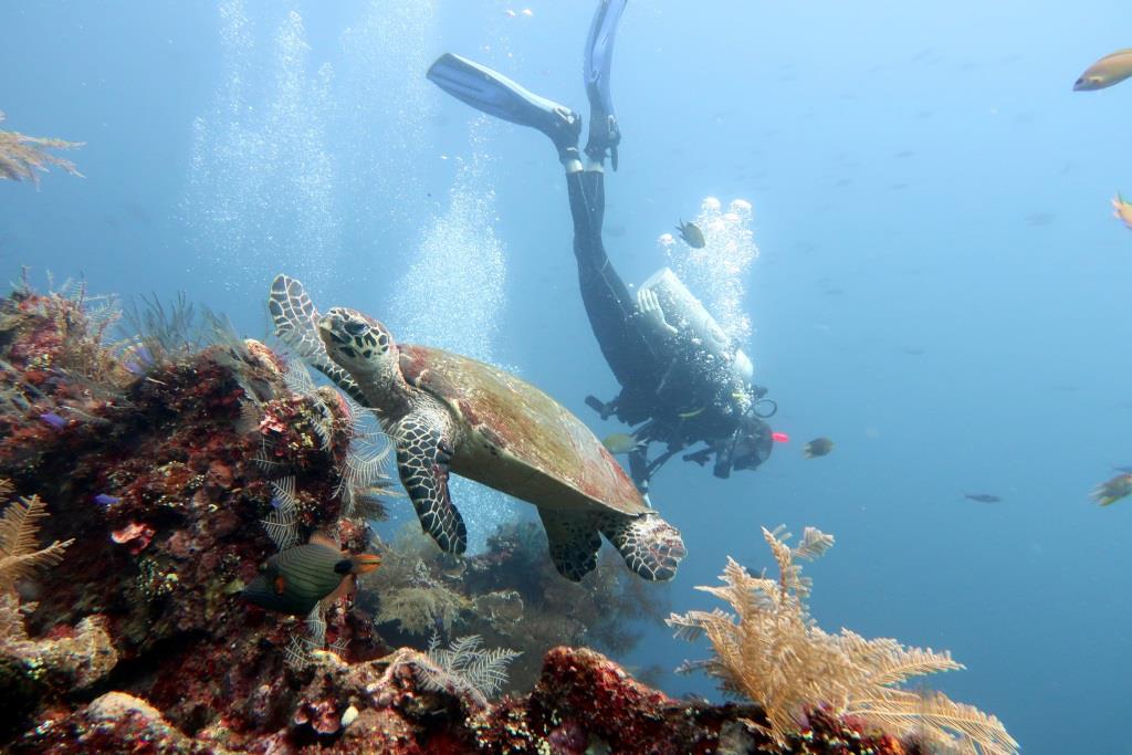 Bali Diving PADI Rescue Diver Course Diving Indo