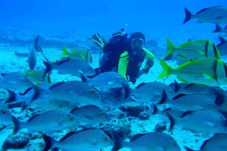 15 Best Places to Scuba Dive in Florida Diving Lore