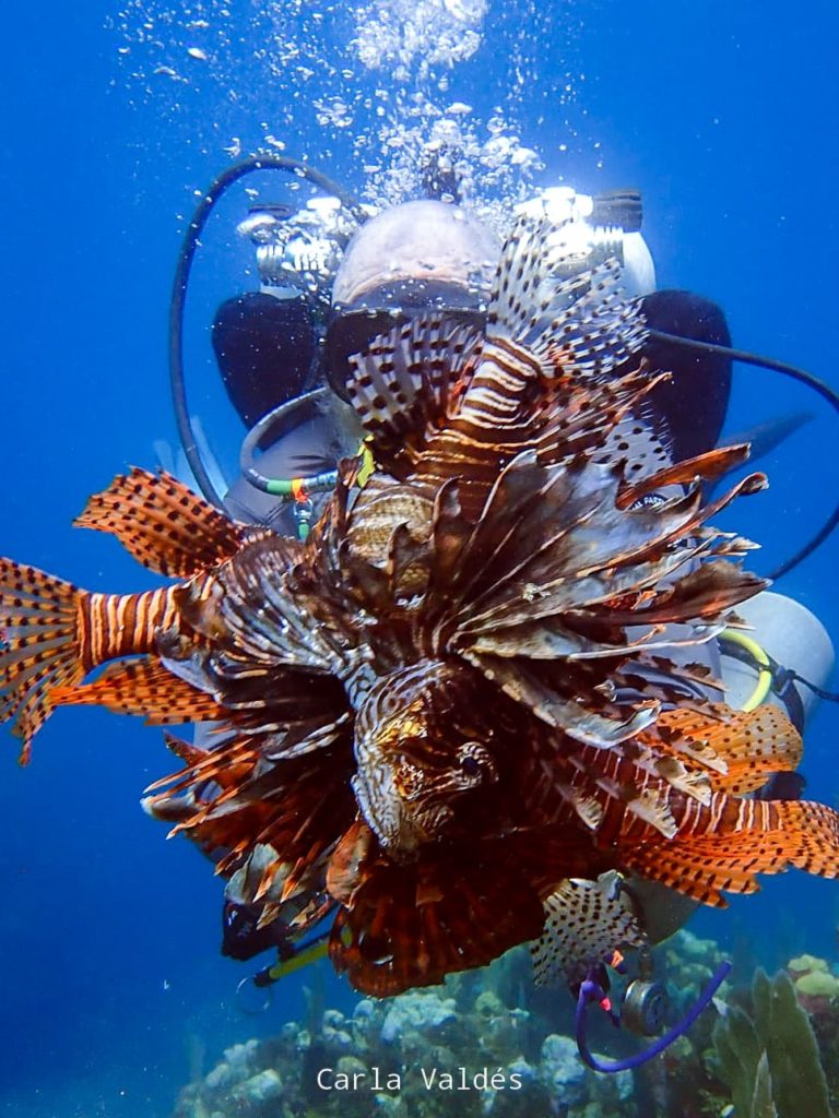 Home The Best Scuba Diving in Utila