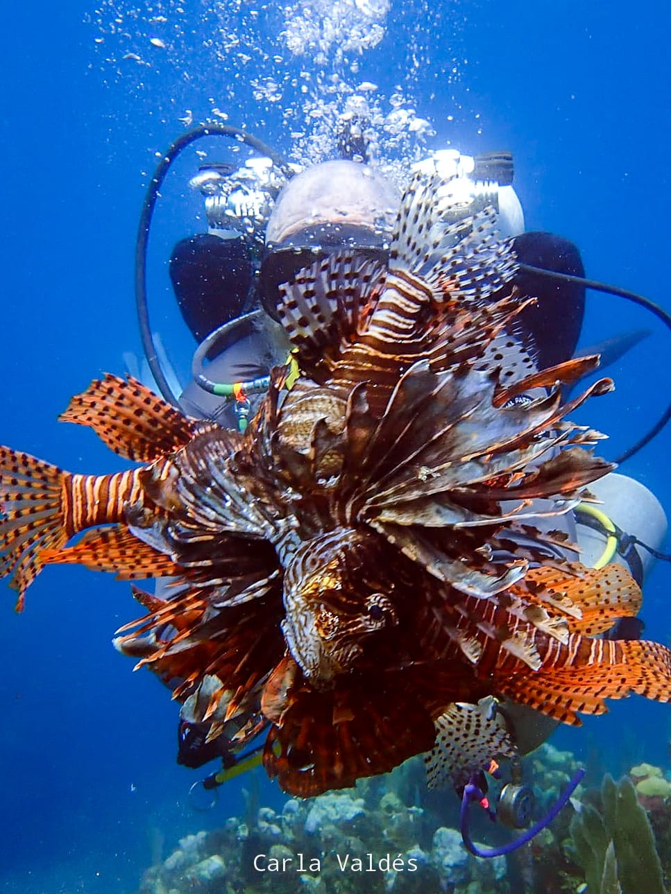 2DivePackage The Best Scuba Diving in Utila