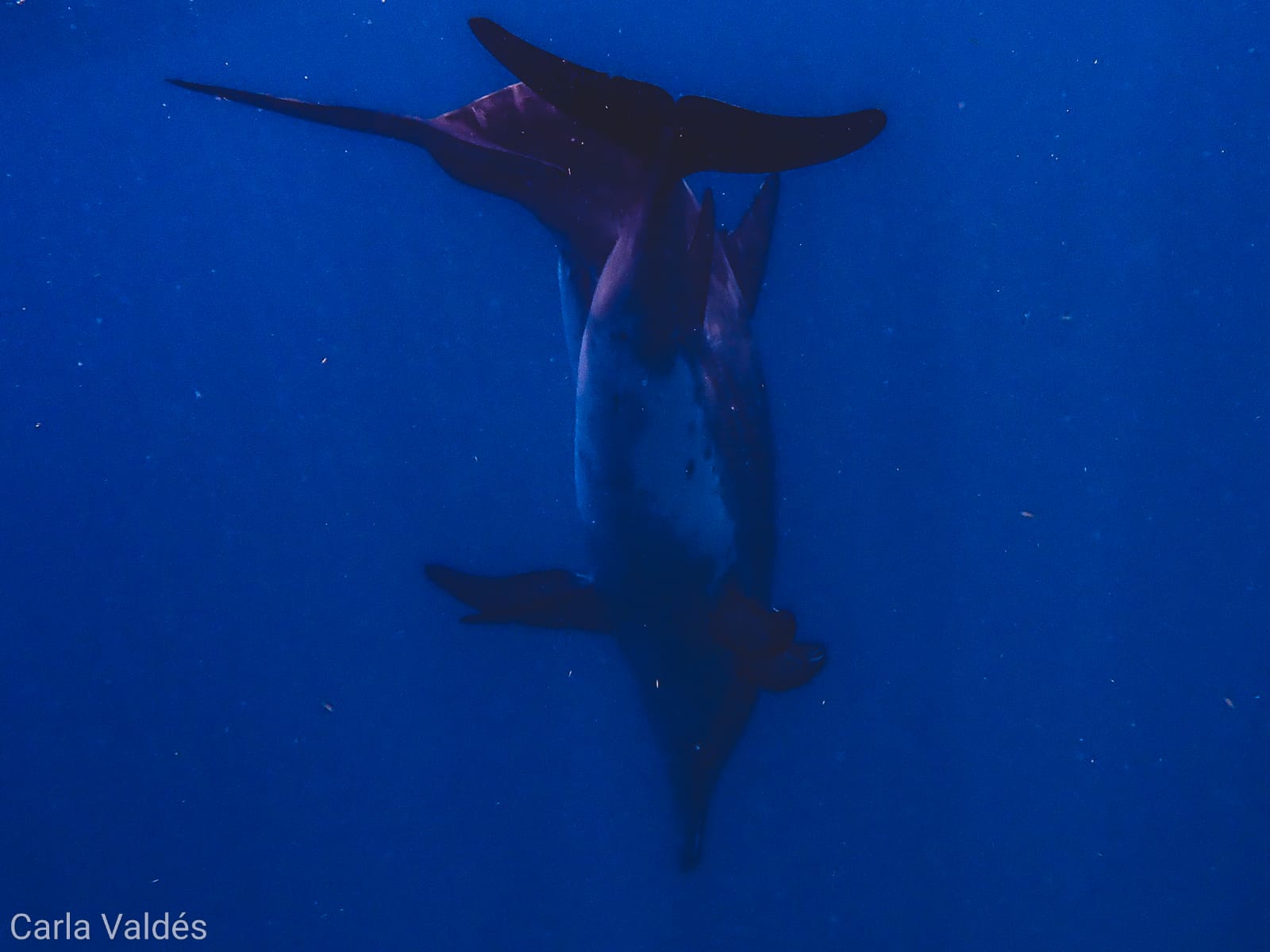 10 Fun Dive Package Utila The Best Scuba Diving in Utila