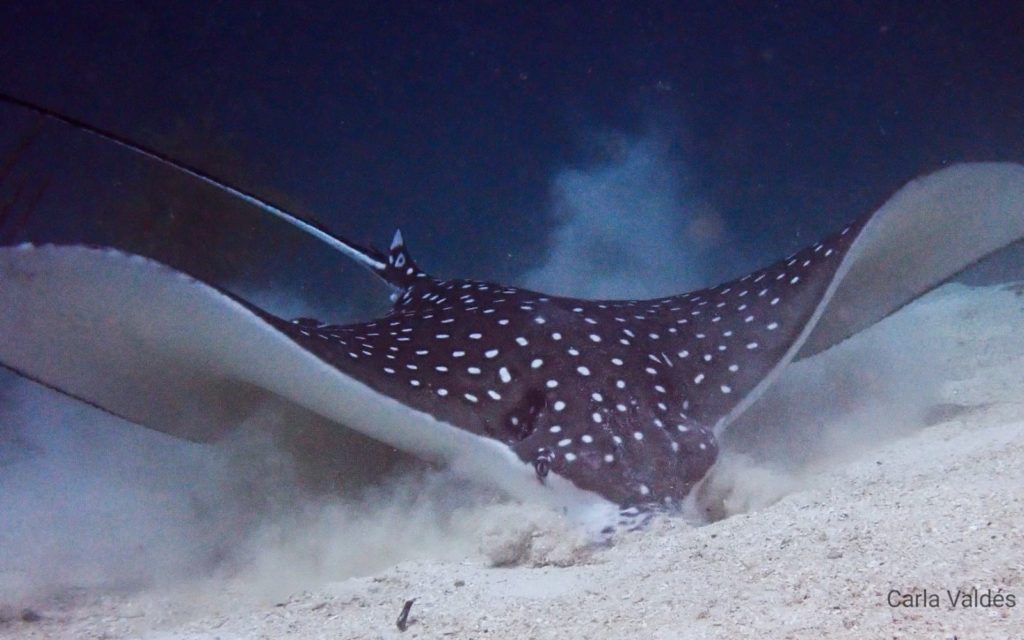 10 Fun Dive Package Utila The Best Scuba Diving in Utila