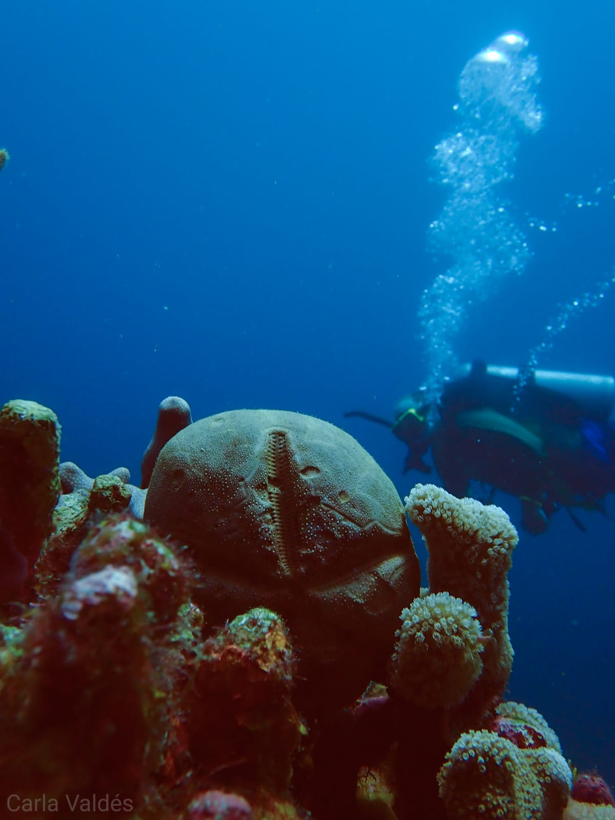 2DivePackage The Best Scuba Diving in Utila