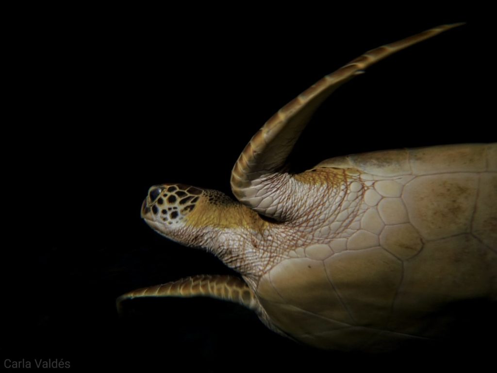 6 Fun Dive Package Utila The Best Scuba Diving in Utila