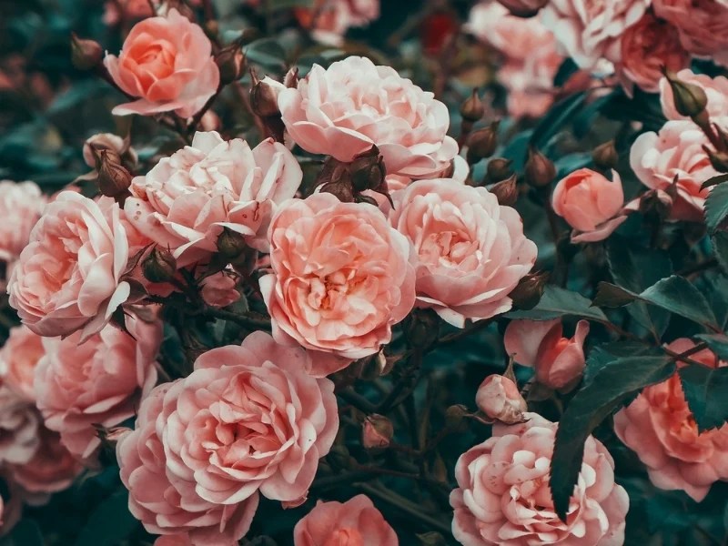 50 Aesthetic Rose iPhone Wallpapers [Free Downloads]
