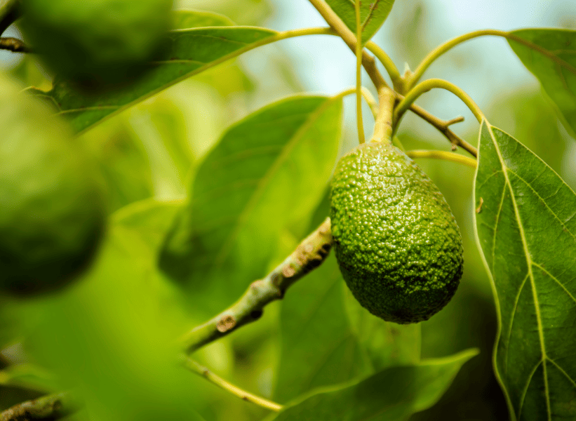 Growing and Caring for Avocado Trees A Full HowTo Guide DIY Commander