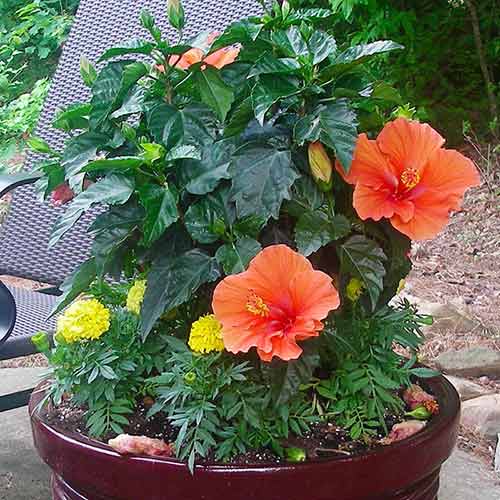 10 Best Shrubs for Containers Page 2 DIY CREATED