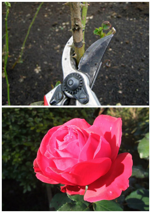 5 Steps to Pruning Your Roses Correctly DIY CREATED