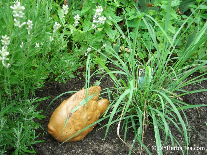 Planning Your First Herbal Tea Garden Tips to Know Before You Grow!