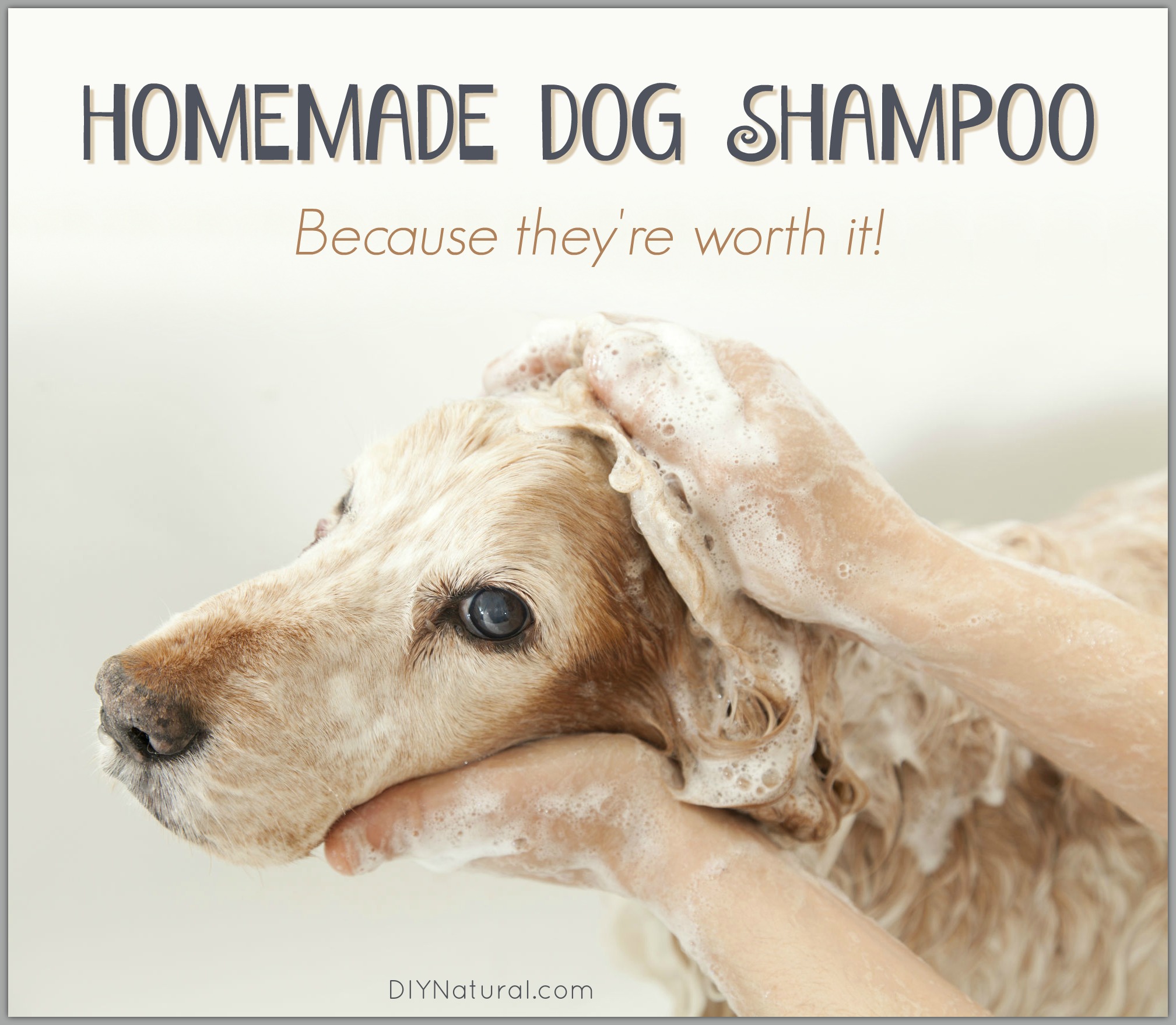 Homemade Dog Shampoo Bar A Simple and Natural Recipe