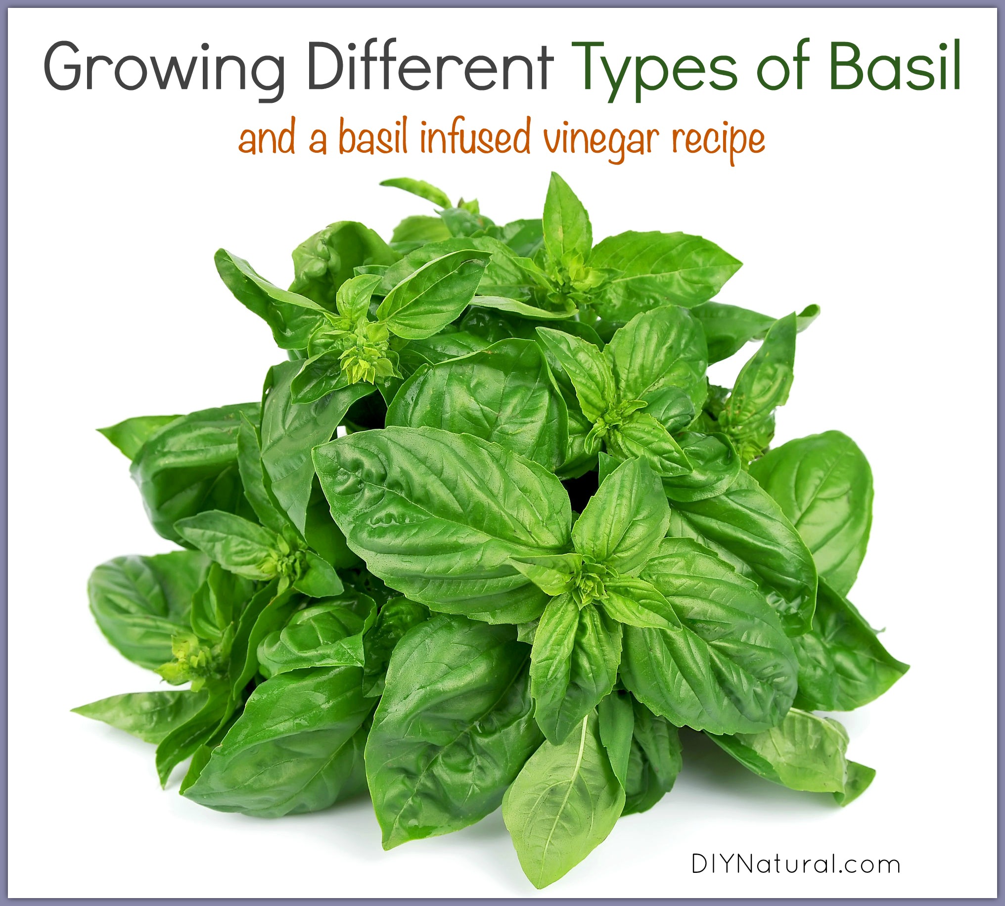 How To Grow Basil, Different Types, and an Infused Vinegar