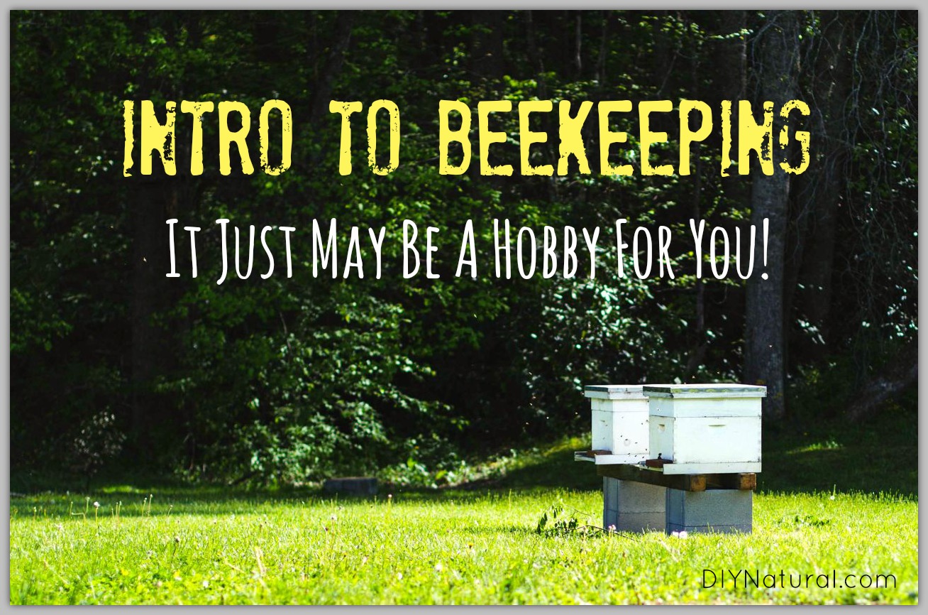 How To Keep Bees An Intro To Help Get Your Hands Dirty