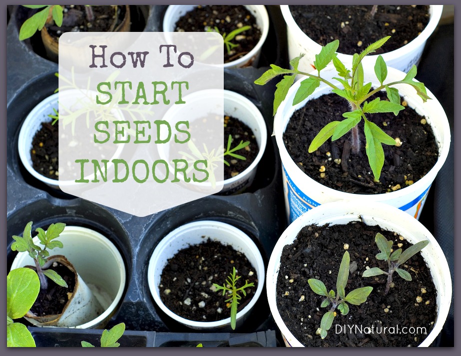 How To Start Seeds Tips for Growing Indoors