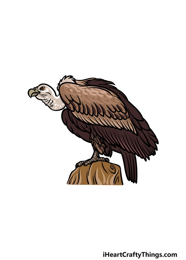 20 Vulture Drawing Ideas How To Draw Vulture Diyncrafty