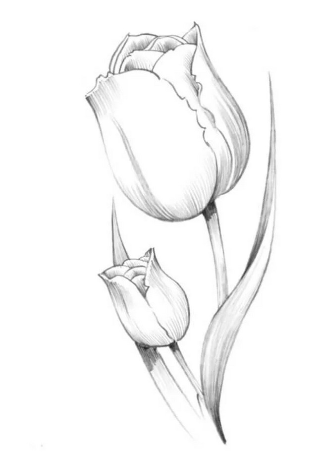 25 Tulip Drawing Ideas How To Draw Tulip DIYnCrafty