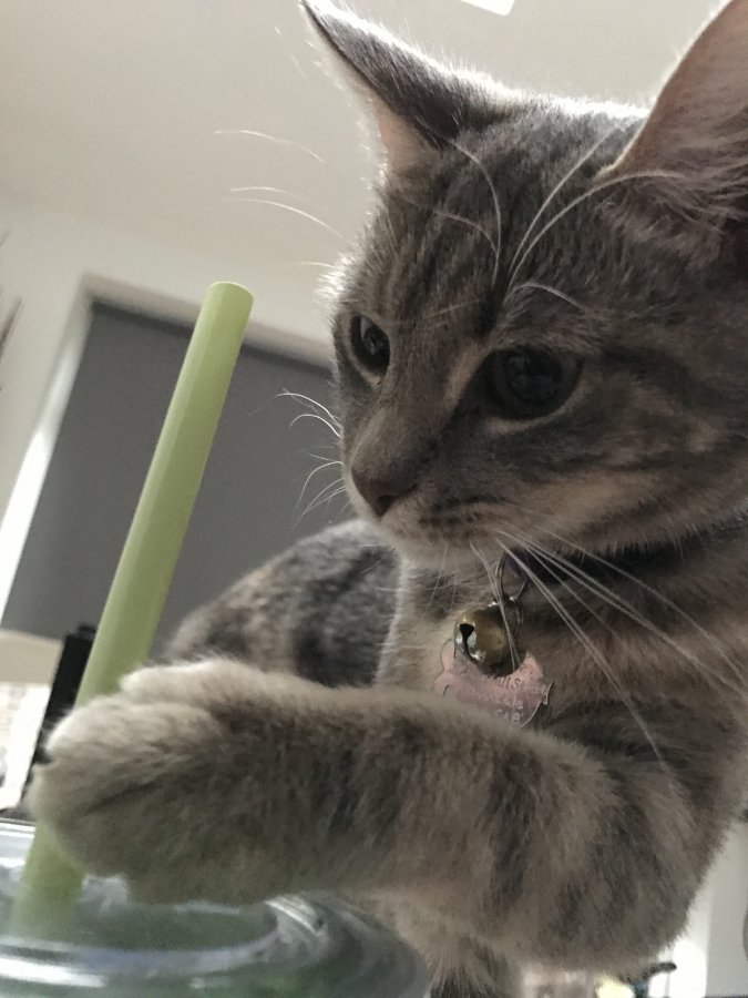 Cat got run over ( DIYnot Forums