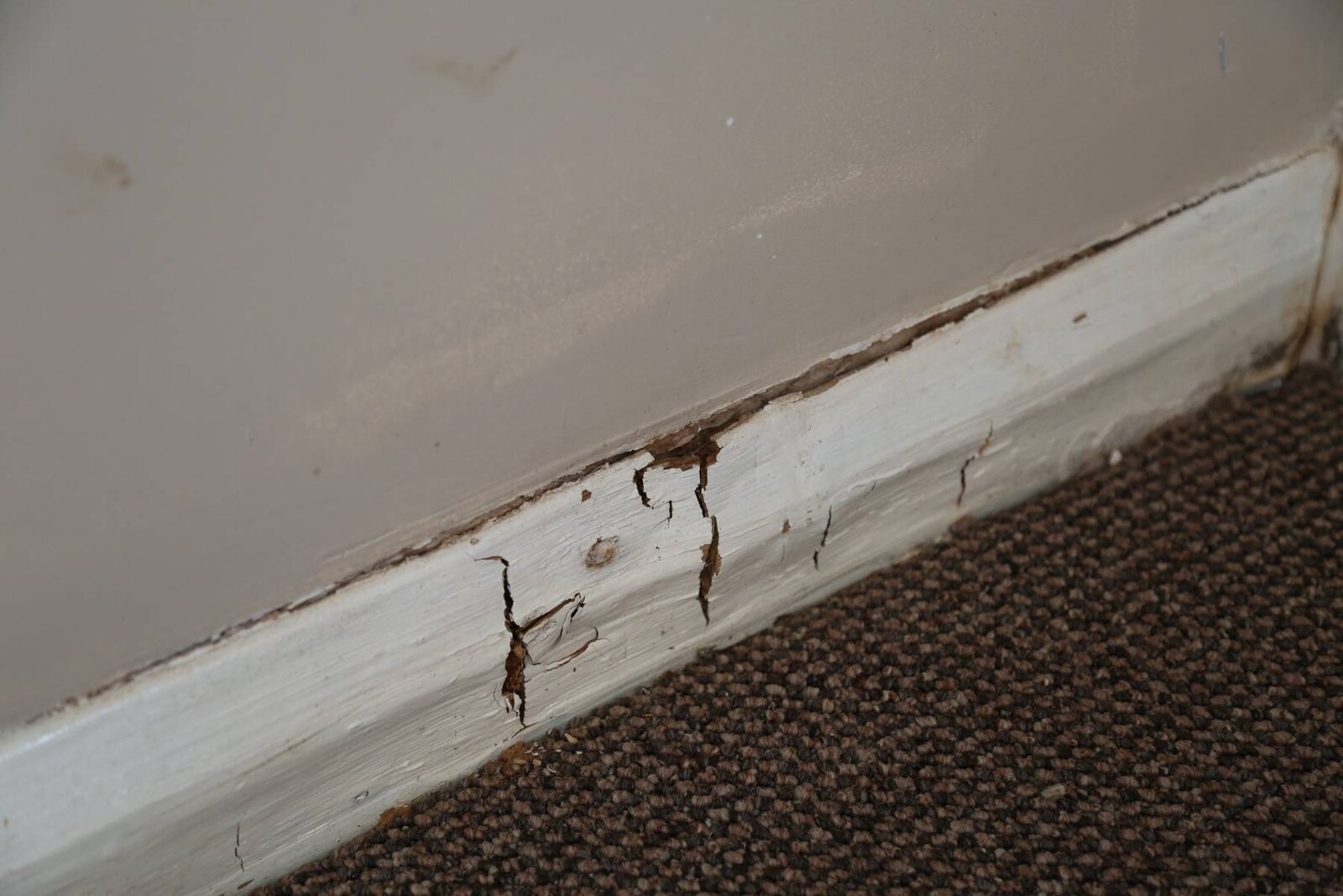 Dry rot in auction property kitchen? DIYnot Forums