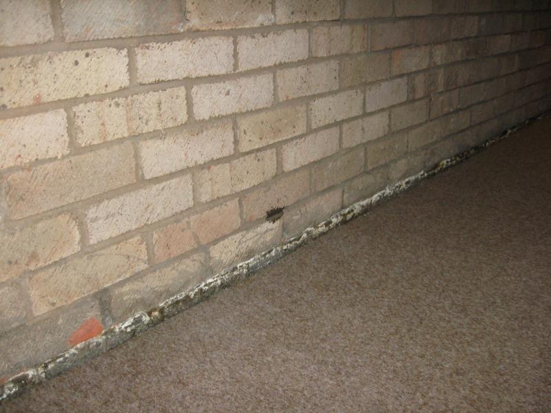 White deposit below DPC internal brick wall DIYnot Forums