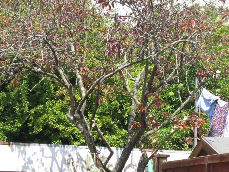 Pruning old ornamental cherry tree DIYnot Forums