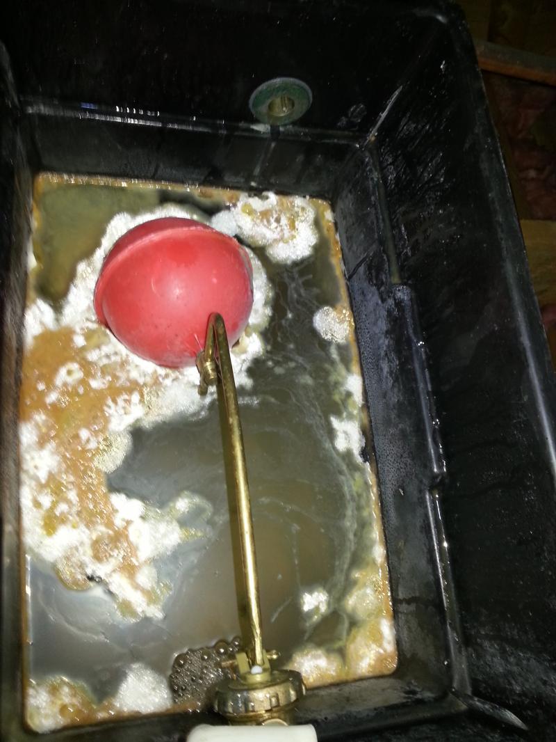 F&E Tank Bacterial Growth DIYnot Forums