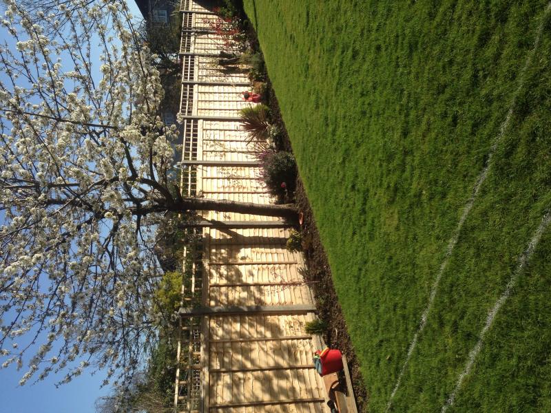 Tree near foundations DIYnot Forums