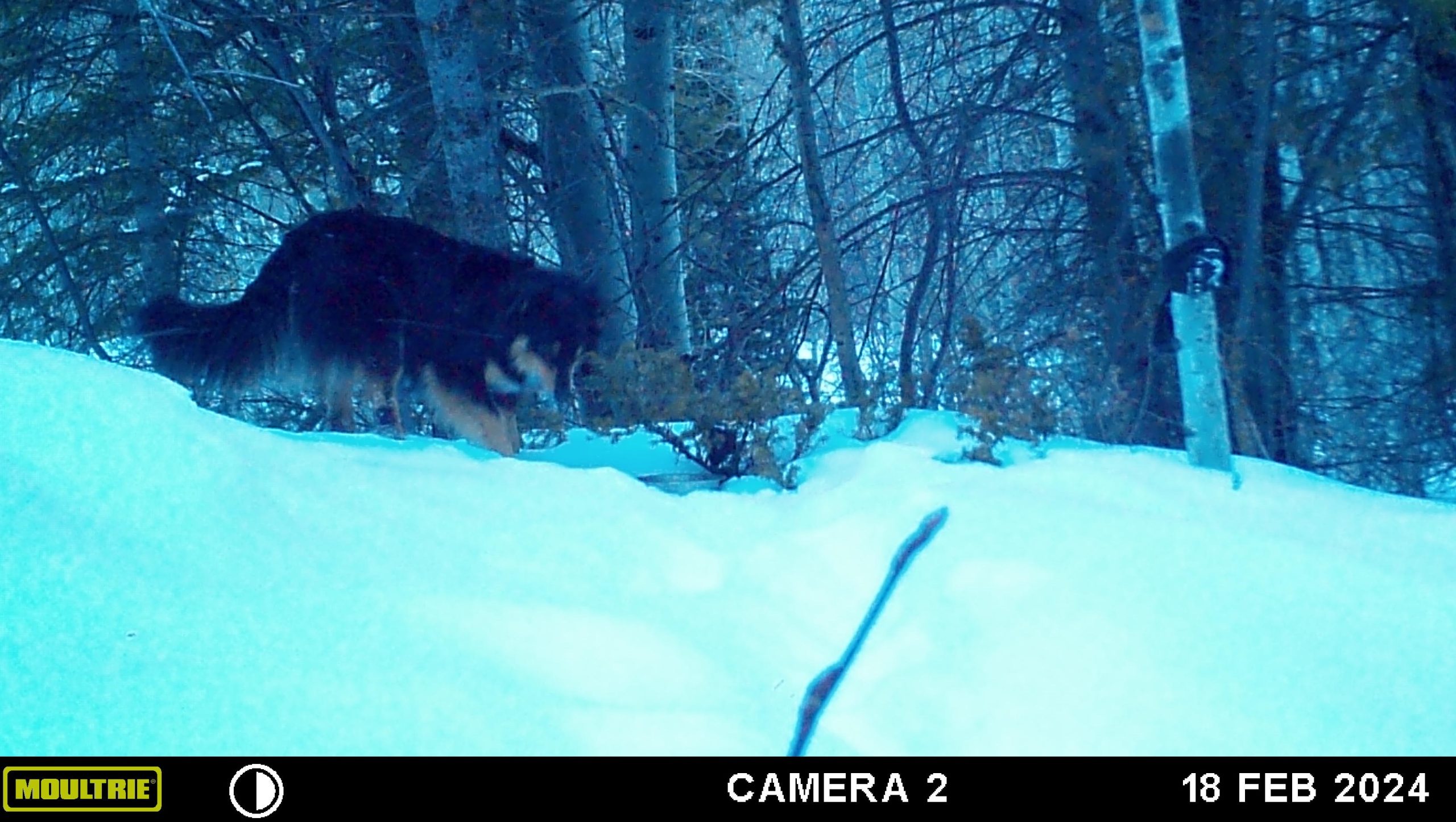 Man finds his lost dog after a year thanks to trail cameras(03)