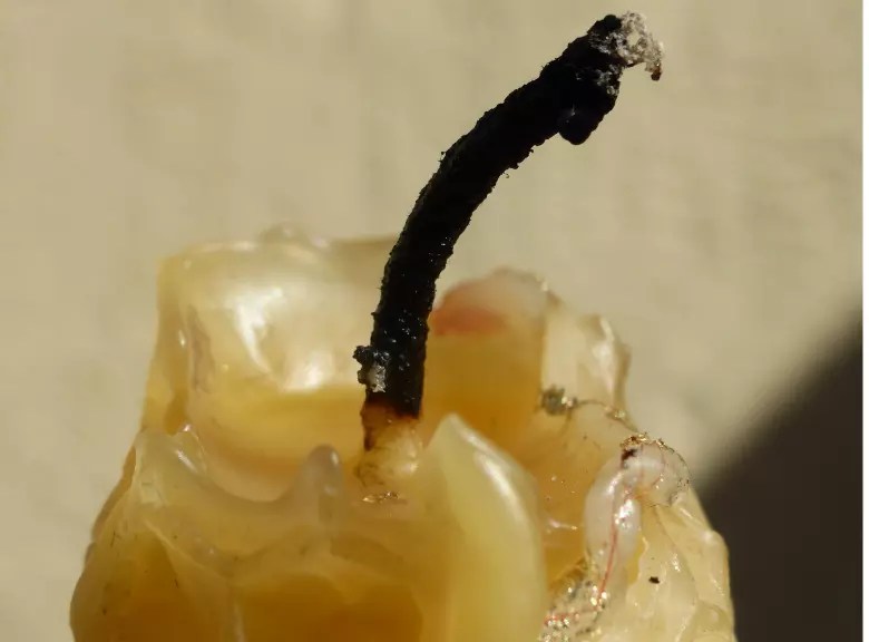 Why Is My Candle Wick Curling (Mushrooming)? DIY products 101