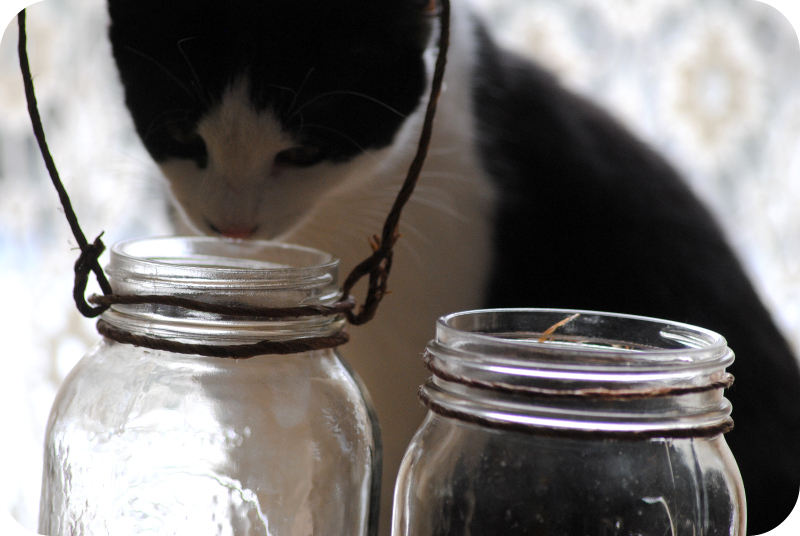 Hanging Window Vase Tutorial DIYthinker