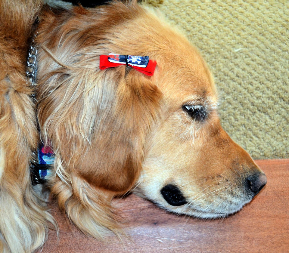 20 Ways To Make A Hair Bow For You Or Your Girl DIY to Make