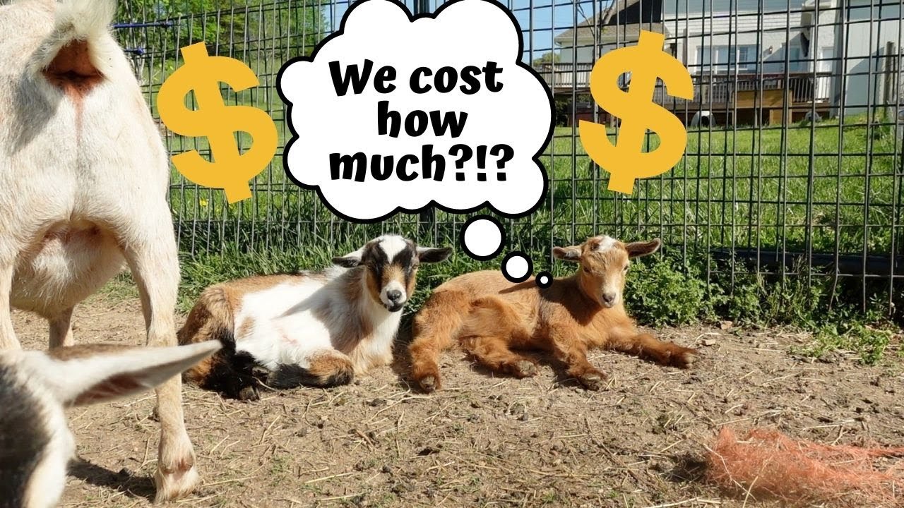 ≫ How Much Is A Goat The Dizaldo Blog!