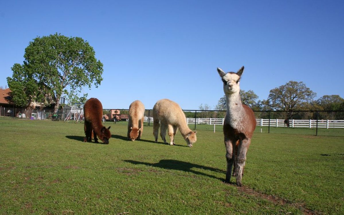 DJ's Classic Alpacas Keller Texas