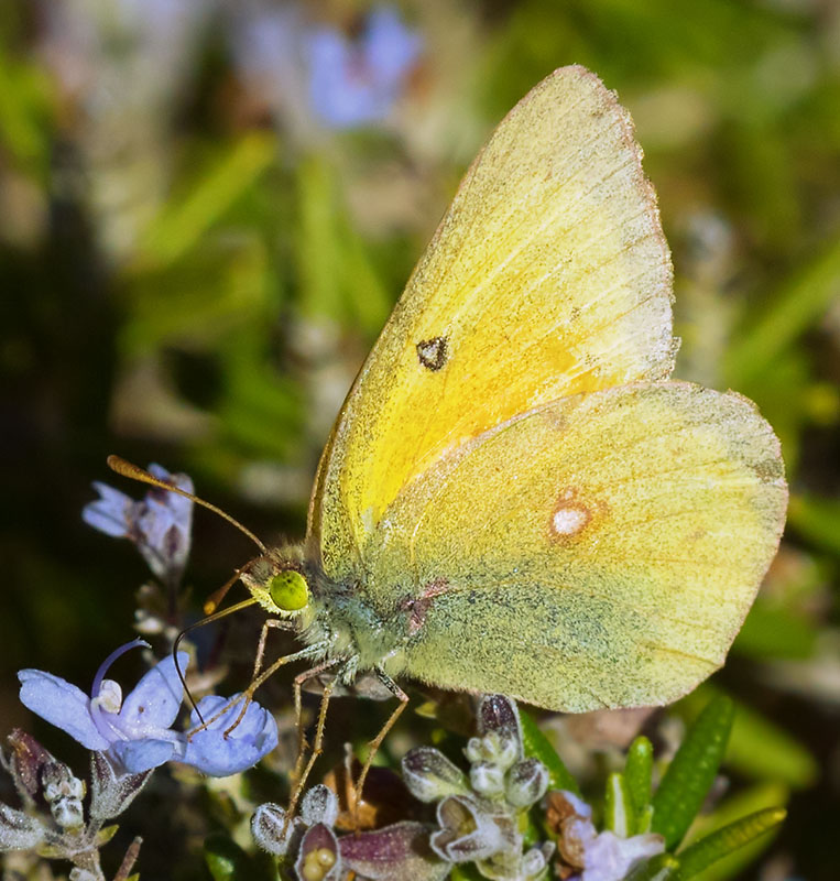 Sulphur or Sulfur Butterfly Pictures