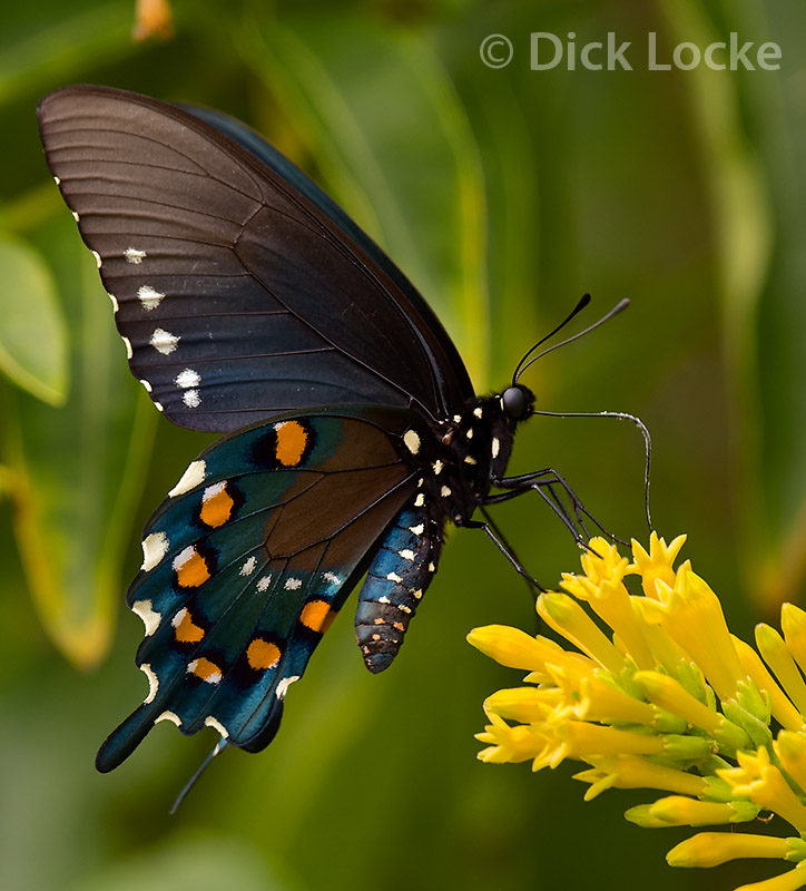 ButterflySwallowtail Butterfly Pictures (Images)