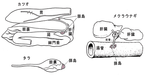 輸入が途絶えて魚インスリンが製品化 糖尿病リソースガイド