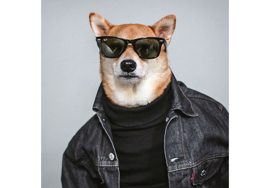 Meet Menswear Dog, The Canine Instagram Star That Dresses Better Than You