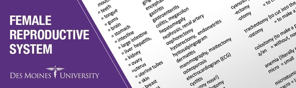 Female reproductive system terms of pregnancy Des Moines University