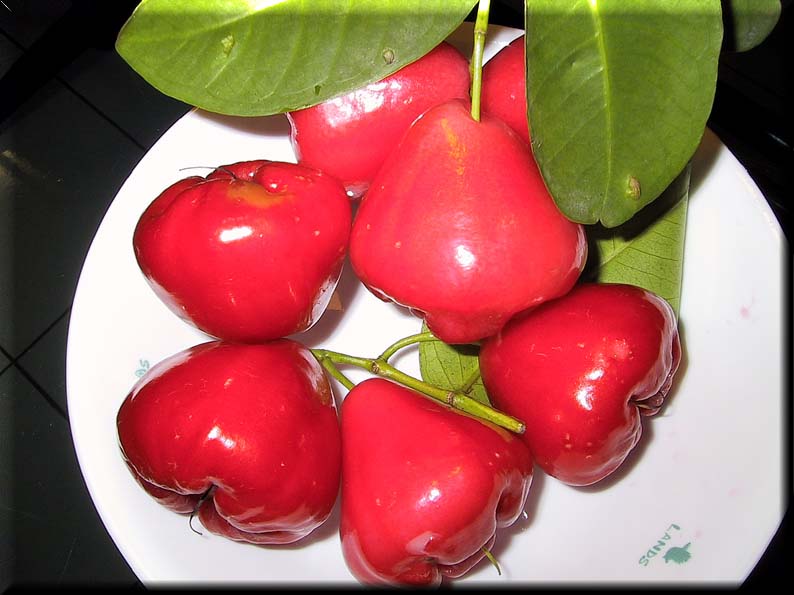 Jambu Air Water Apple